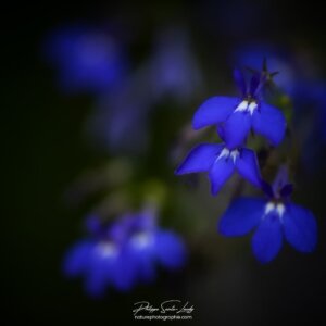 Fleurs bleues