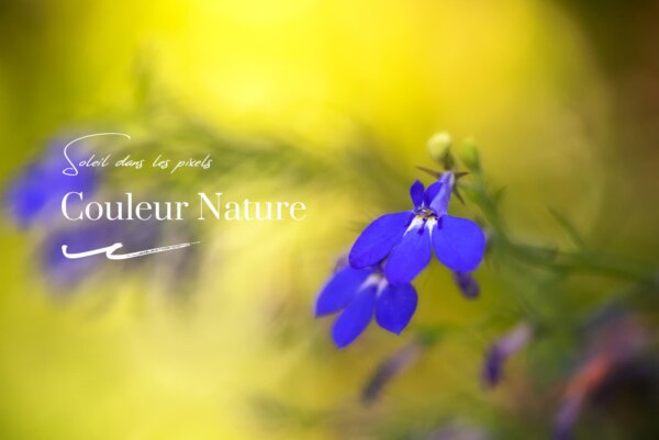 Fleurs-en-couleur Fleurs bleues sur fond jaune