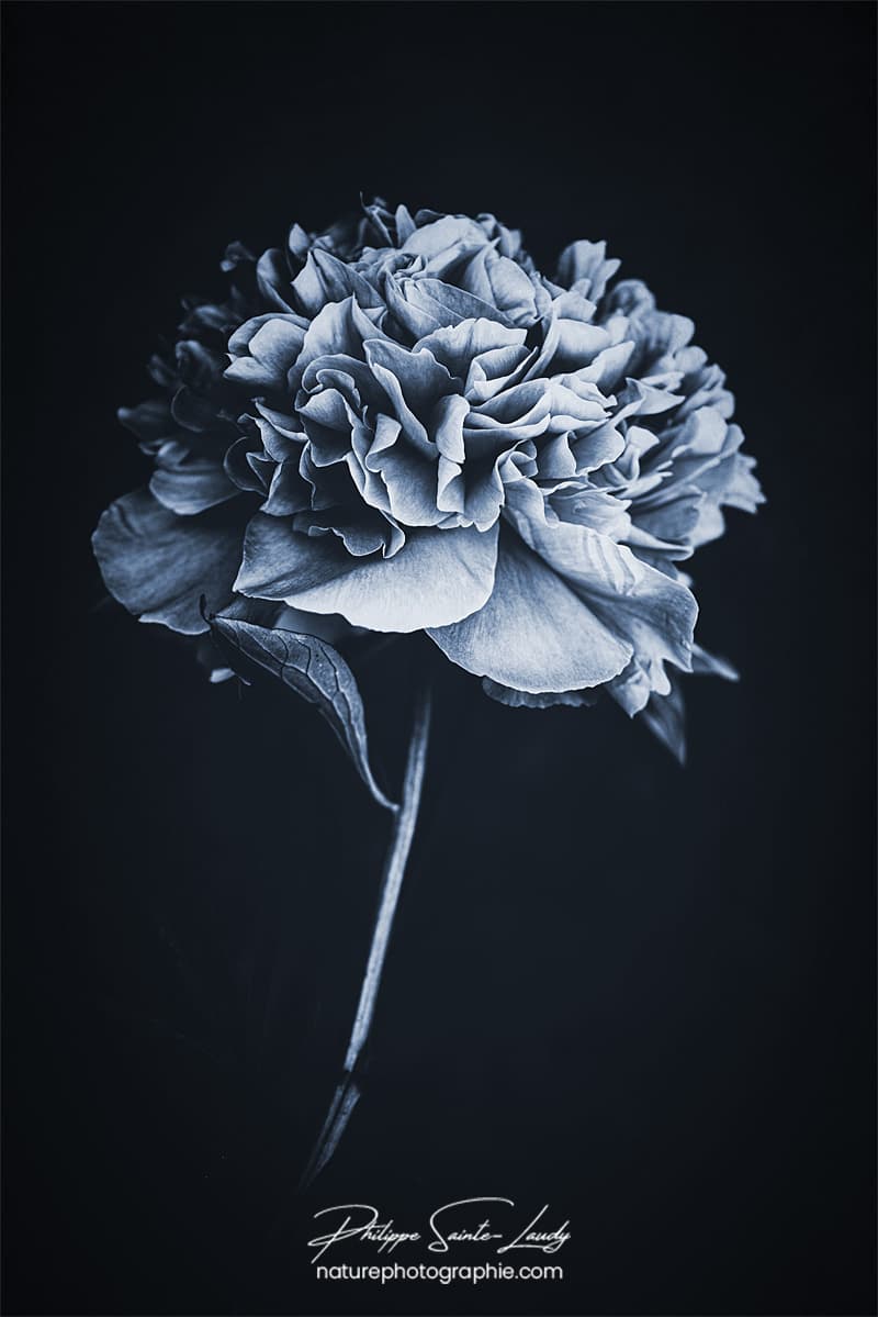 Pivoine bleue