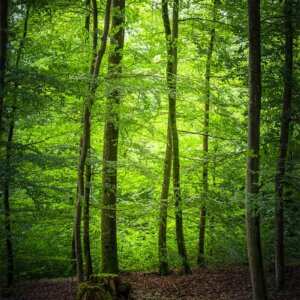 Nice Silence Forêt verte