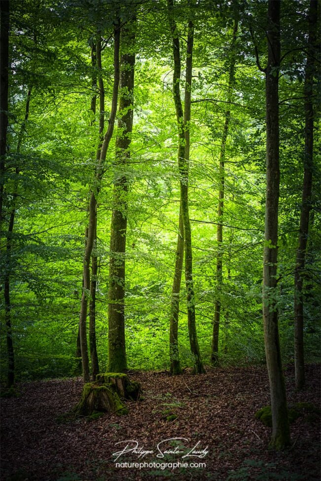 Forêt verte