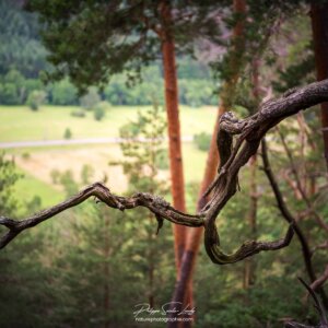 Old branch #1 Vieille branche