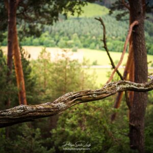 Old branch #2 Branche morte