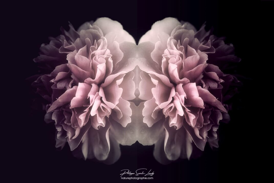Pivoine avec un effet miroir