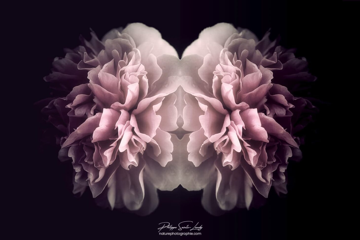 Pivoine avec un effet miroir