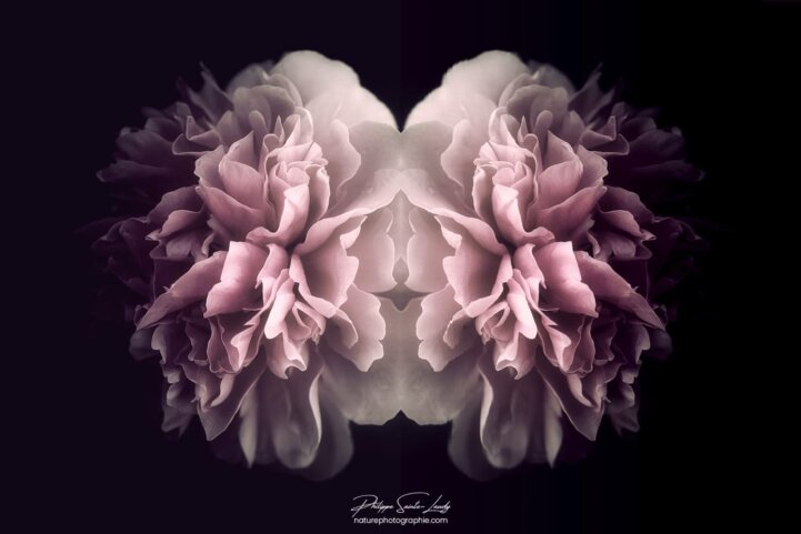 Pivoine avec un effet miroir