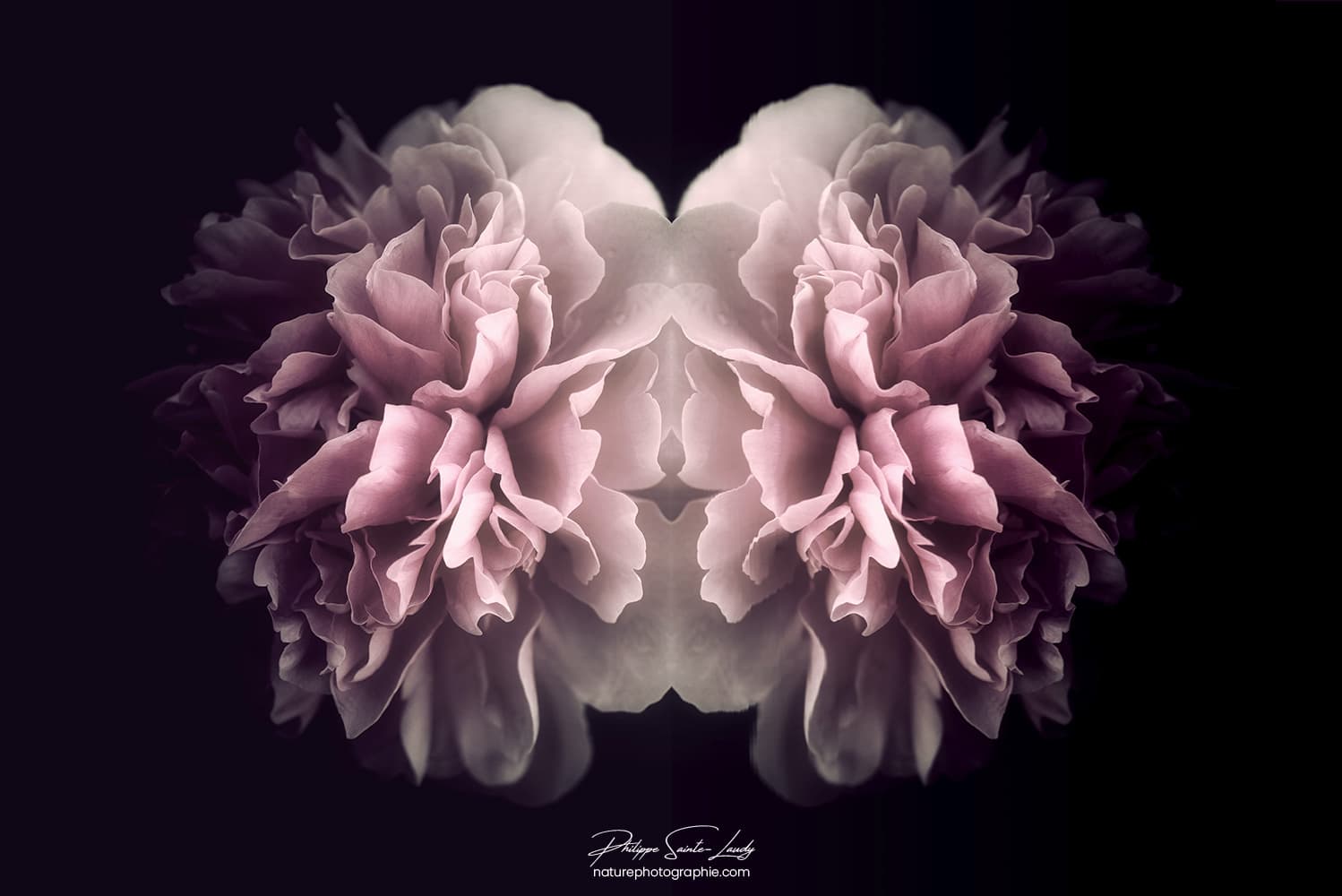 Pivoine avec un effet miroir