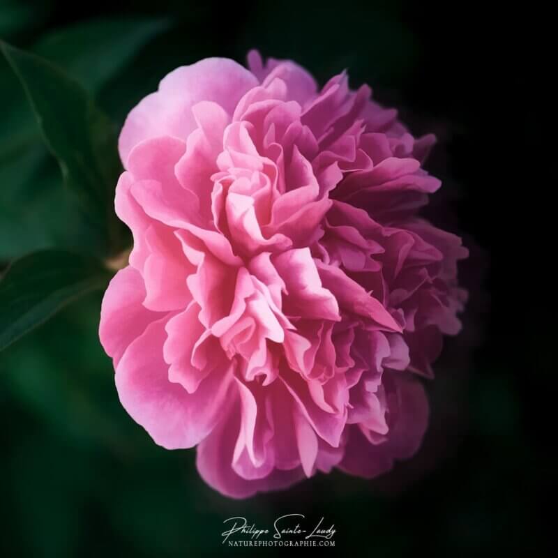 Pivoine rose