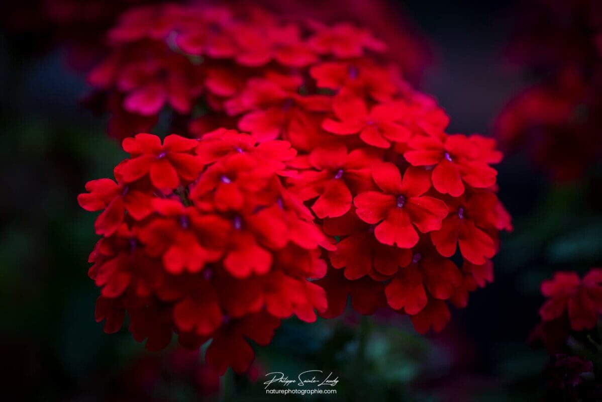 Fleurs rouges