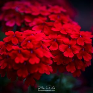 Fleurs rouges