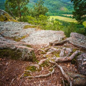 Rooted Landscape Racines en premier plan d'un paysage