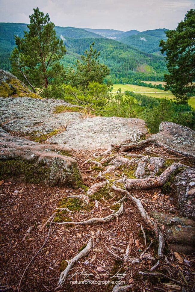 Racines en premier plan d'un paysage