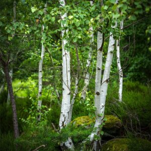 Some Birches Bouleaux en été