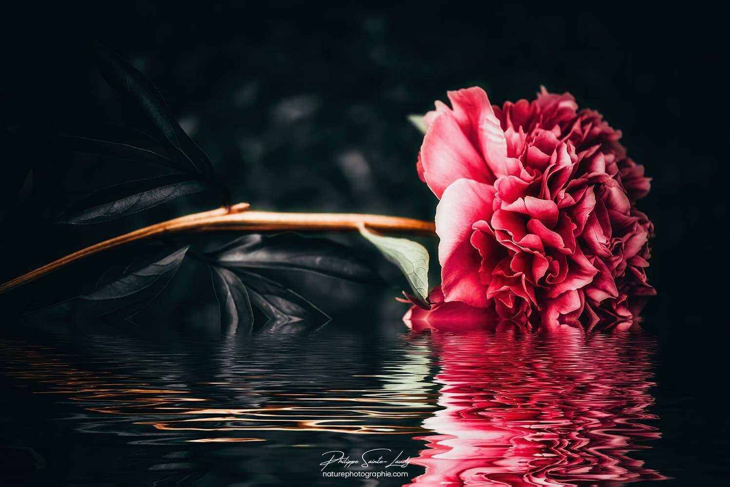 Pivoine qui se reflète dans l'eau