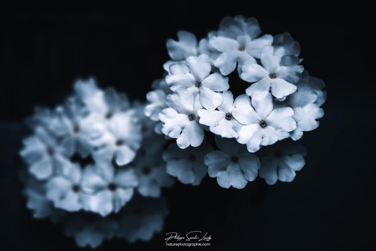 Fleurs blanches