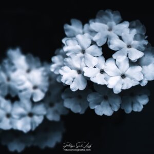 Fleurs blanches