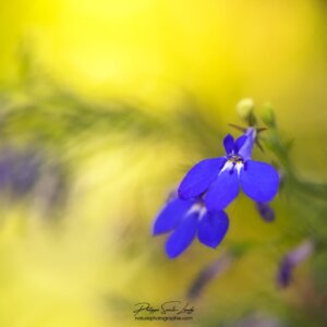 Gros plan de fleurs bleues sur fond jaune