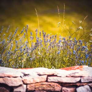 A breath of Provence Lavande