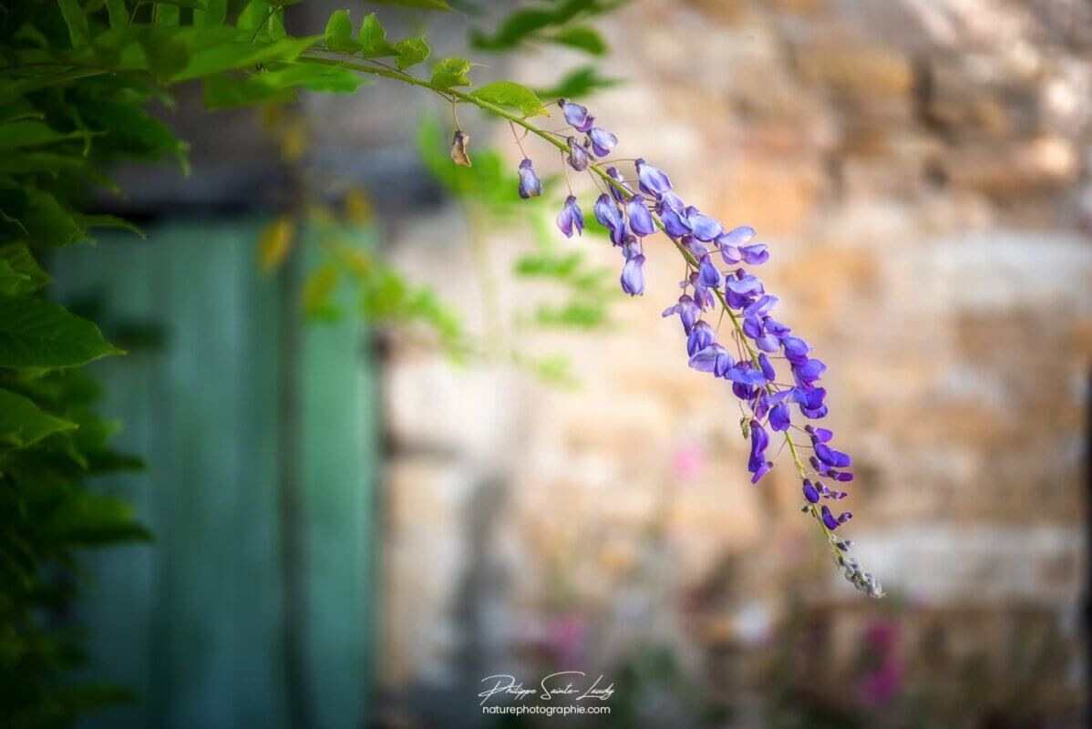 Glycine en gros plan