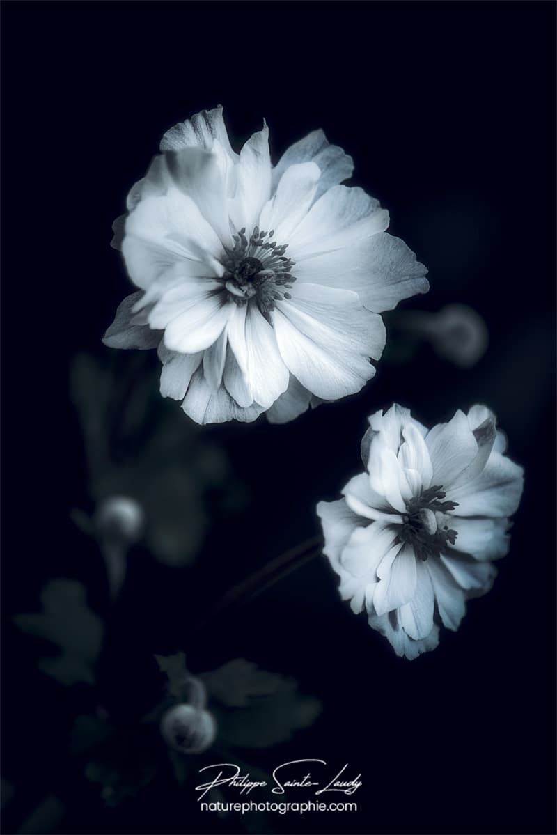 Anémones du Japon en noir et blanc