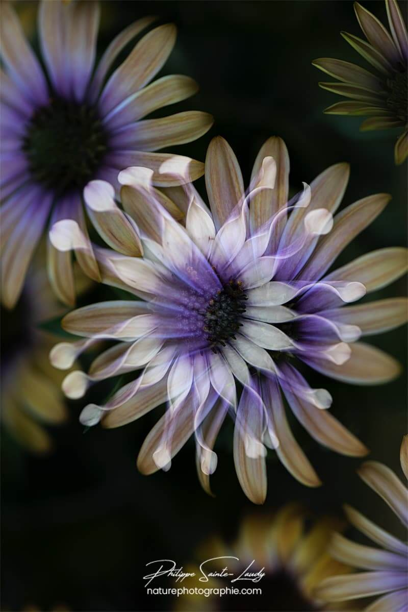 Fleurs en négatif