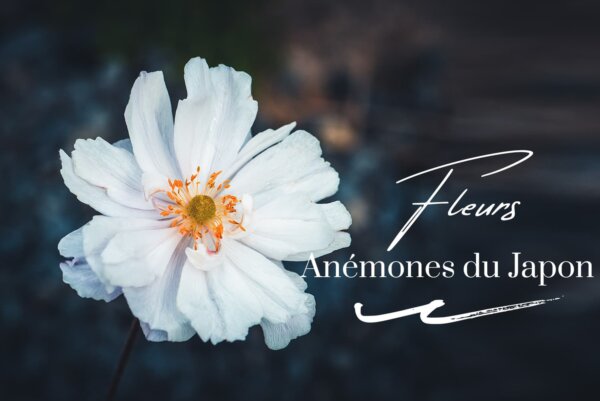 Photos d'anémones du Japon