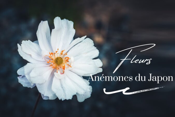 Photos d'anémones du Japon