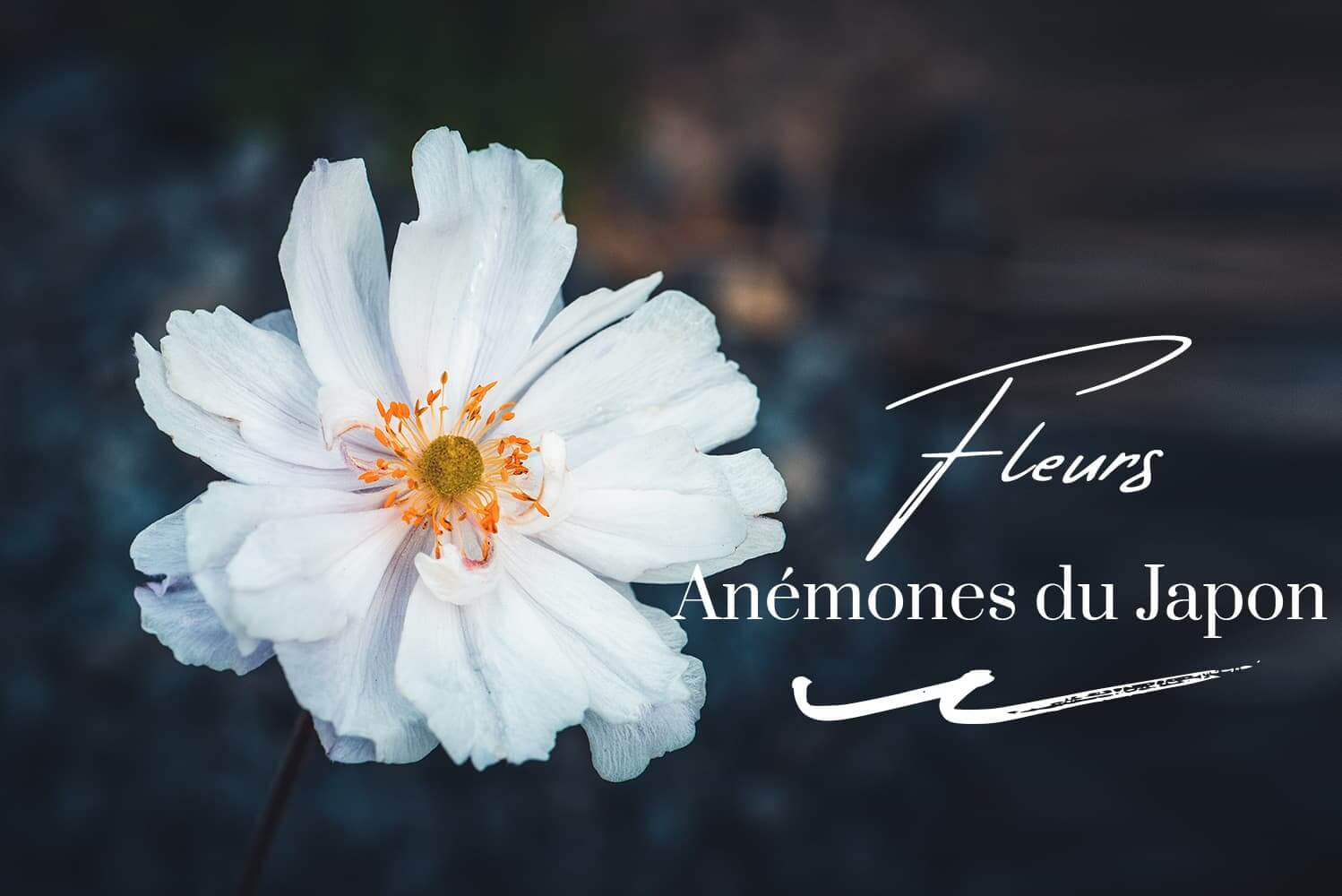 Photos d'anémones du Japon