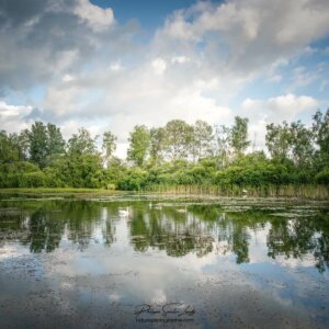 Une forêt, un lac, un reflet…