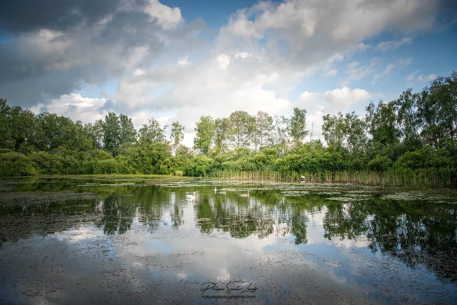 Une forêt, un lac, un reflet…