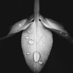 Pétales en noir et blanc