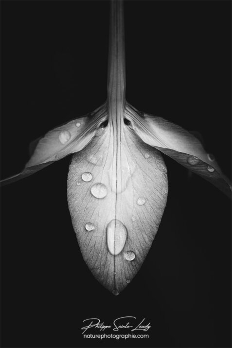 Pétales en noir et blanc