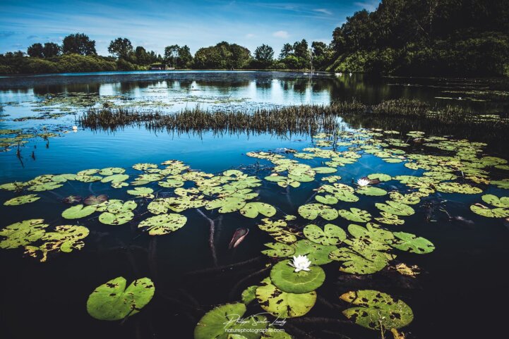 Nénuphars sur un lac