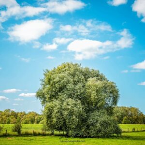 Un arbre en pleine campagne