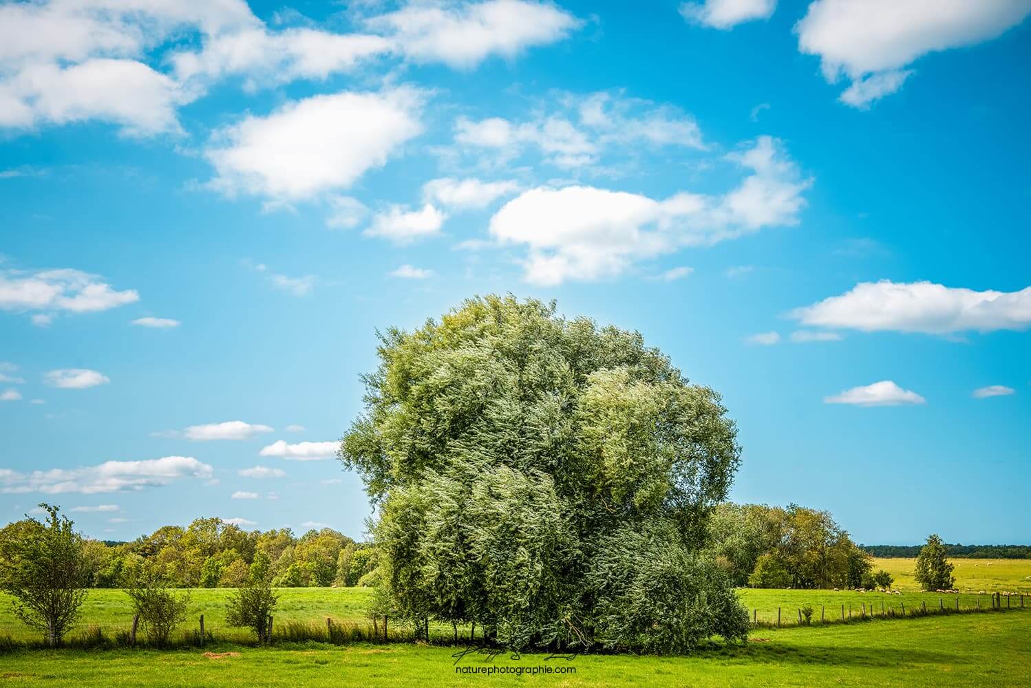 Un arbre en pleine campagne