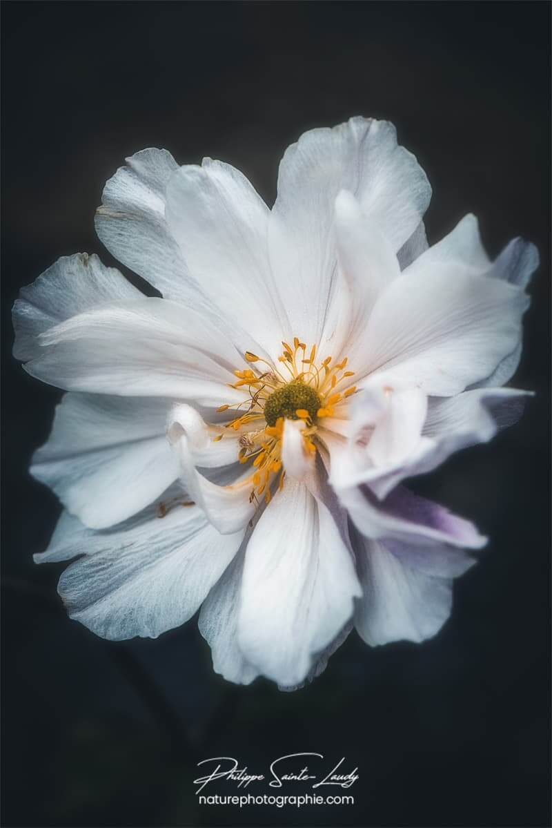 Macro photo de fleur