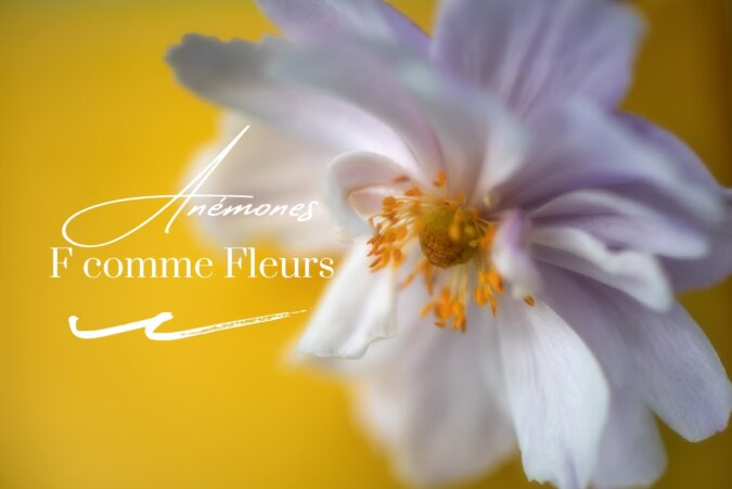 Photos de fleurs Anémones
