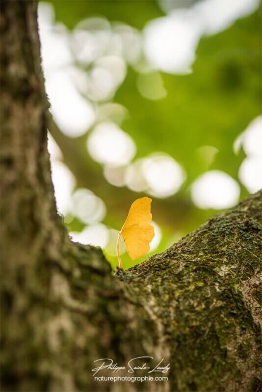 Feuille de Ginkgo