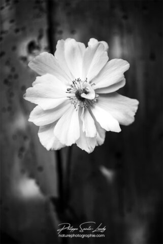 Anémone en N&B