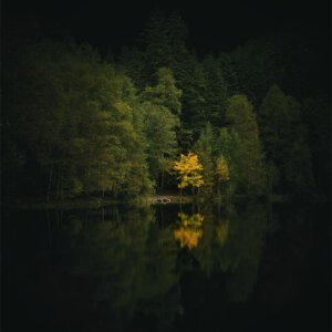 Automne sur fond noir