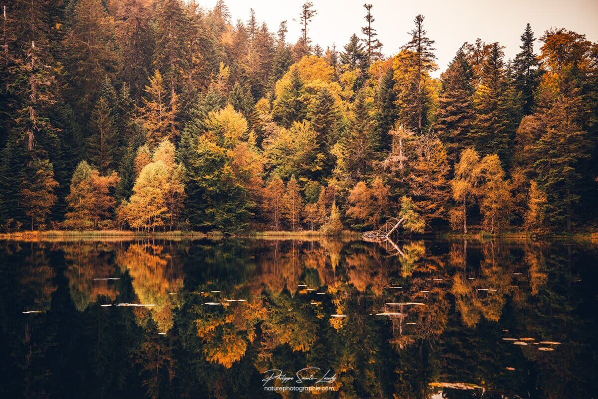 Forêt en automne autour d'un lac
