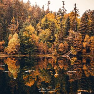 Forêt en automne autour d'un lac