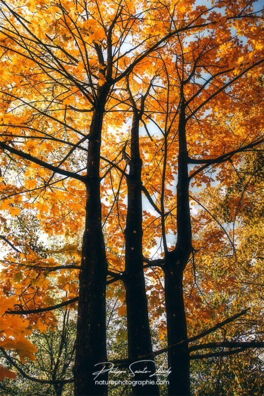 Arbres en automne