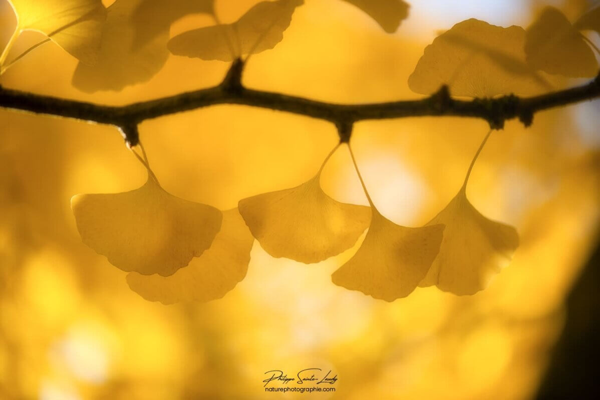 Guirlande de feuilles de ginkgo