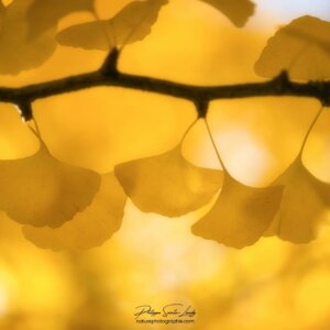Guirlande de feuilles de ginkgo