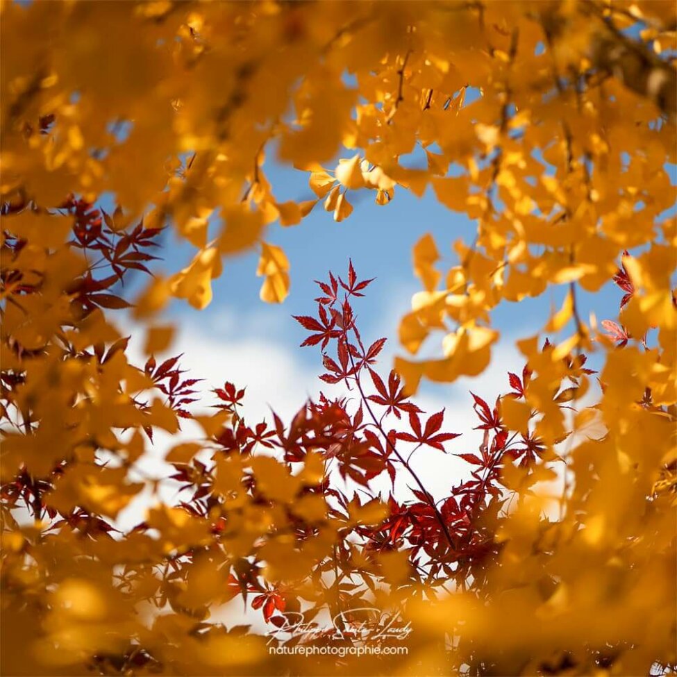 Feuilles de ginkgo et d'érable en automne