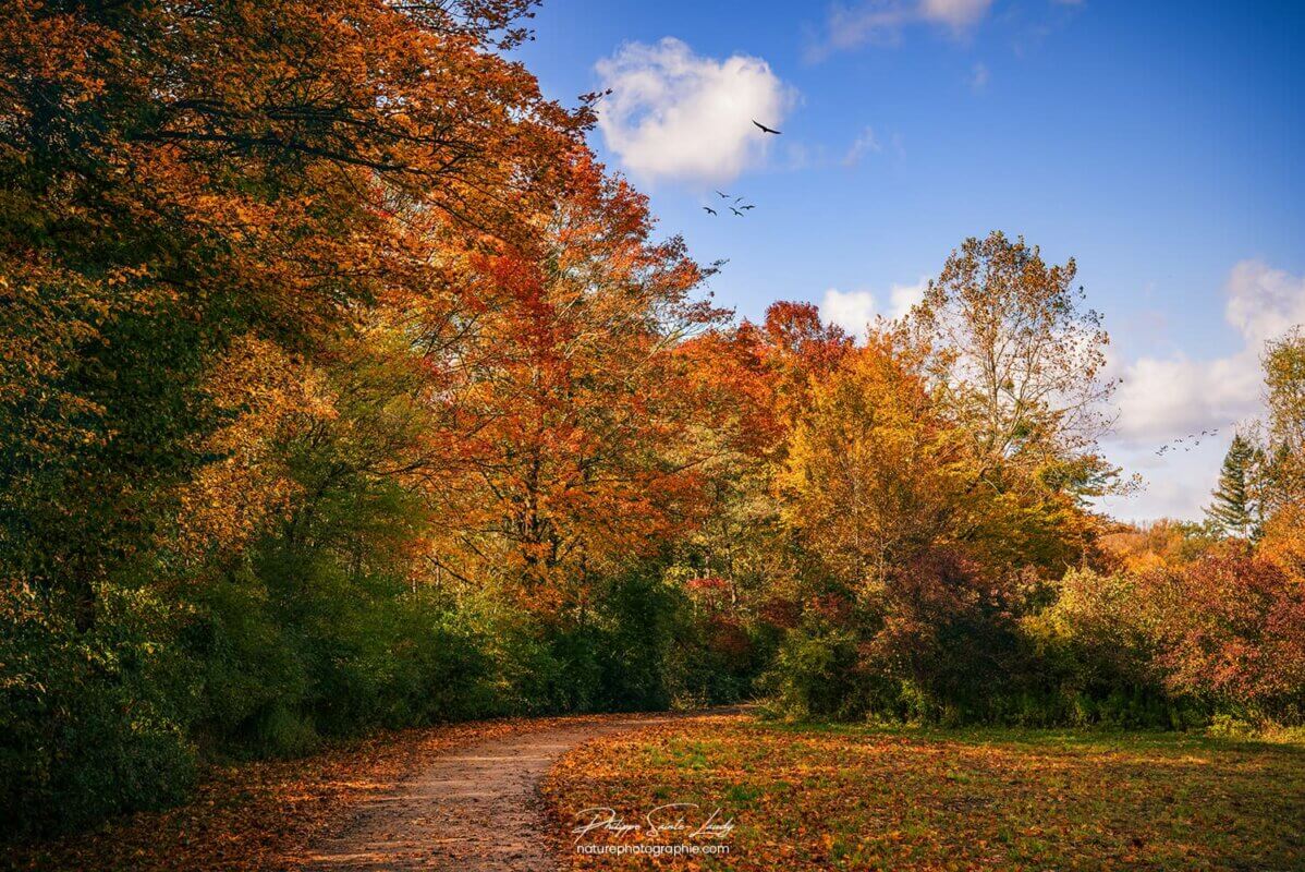 Forêt en automne