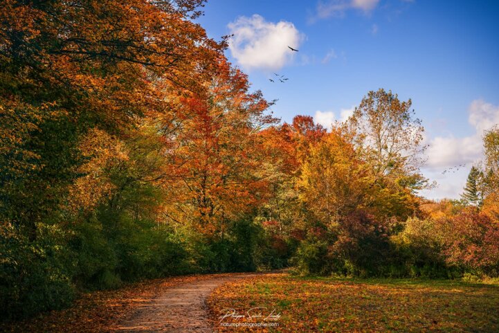 Forêt en automne