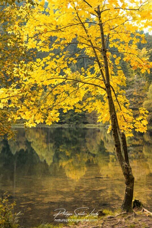Arbre jaune en automne
