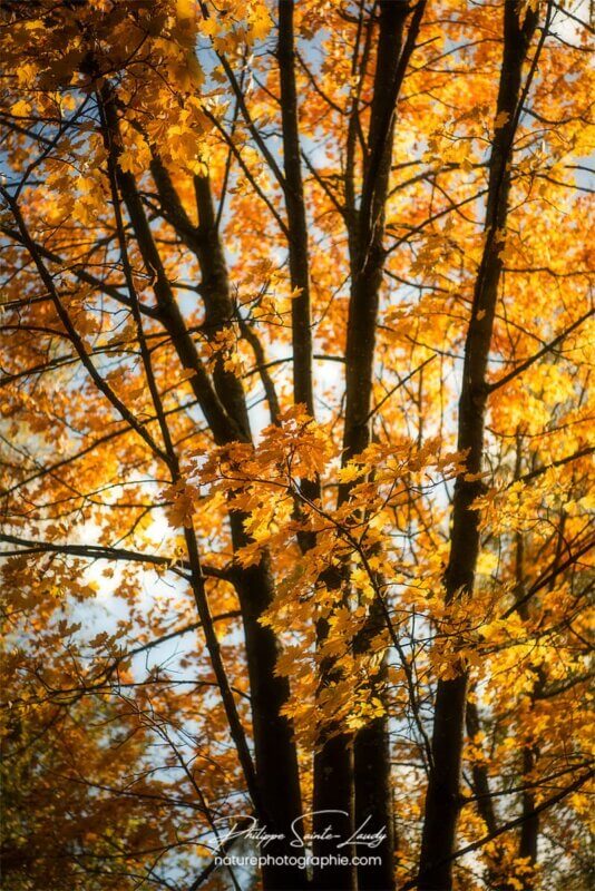 Troncs en automne